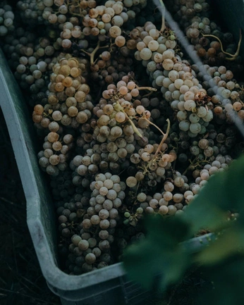 A cover of "Wine" cluster. The owner is nik02. The cluster consists of 288 elements.