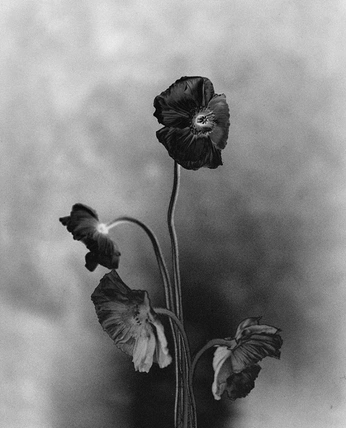 A cover of "Heartfelt Magic" cluster. The owner is jcouvertier. The cluster consists of 3 elements.