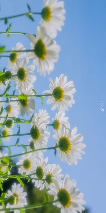 A cover of "Nations of sky" cluster. The owner is farah.nasr27. The cluster consists of 31 elements.