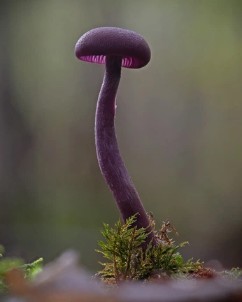 A cover of "Odd nature" cluster. The owner is thesoccergoose. The cluster consists of 9 elements.