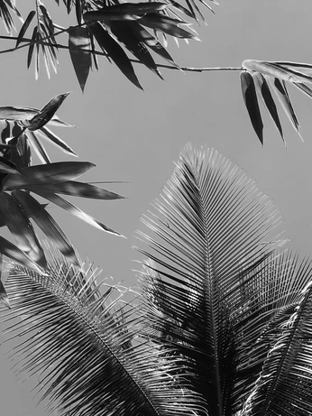 A cover of "Sudtropico" cluster. The owner is smurialdosanchez. The cluster consists of 38 elements.