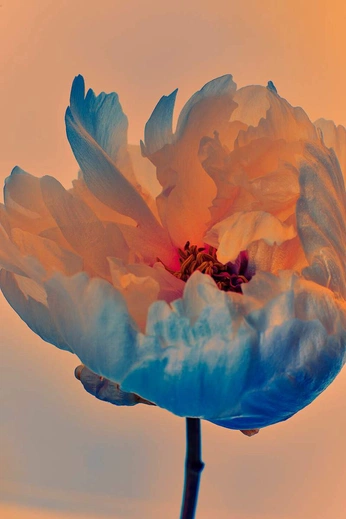 A cover of "Flowers" cluster. The owner is alyonagav. The cluster consists of 27 elements.