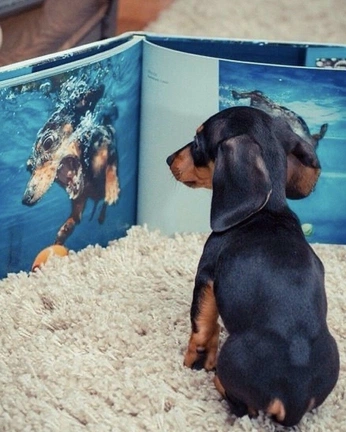 A cover of "random movements" cluster. The owner is mechagodzilla. The cluster consists of 1 element.