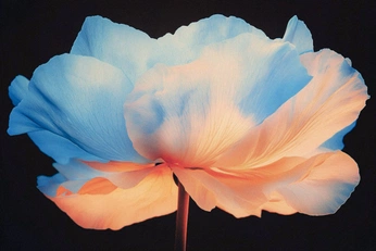 A cover of "Flowers" cluster. The owner is svekrem. The cluster consists of 9 elements.