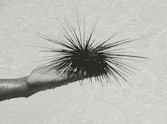 A Pinterest pin added by olivebranch on May 31, 2024. The author is Becca Clark. May present: insect, asimi, arthropod.