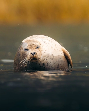 A cover of "animalitos" cluster. The owner is st4rlight. The cluster consists of 10 elements.