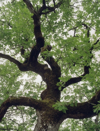 A cover of "Picture inspo" cluster. The owner is ella213. The cluster consists of 3 elements.