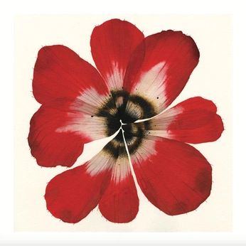 A cover of "Photos for posters (natu" cluster. The owner is keren.o. The cluster consists of 8 elements.