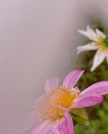 A cover of "Lensbaby" cluster. The owner is oliviairene. The cluster consists of 9 elements.