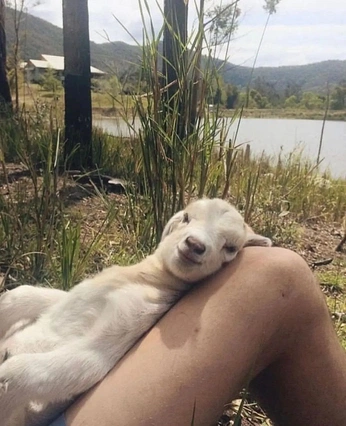 A cover of "farm life" cluster. The owner is kool.kat. The cluster consists of 14 elements.