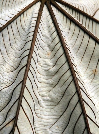 A cover of "organic structure" cluster. The owner is hmrnd. The cluster consists of 23 elements.