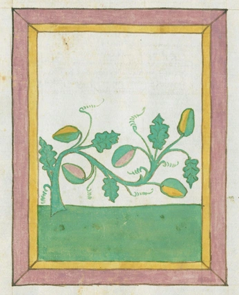 A cover of "Herbs illustrations" cluster. The owner is artisbeautiful. The cluster consists of 1 element.