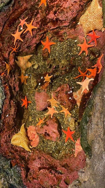 A cover of "Aquarium nails" cluster. The owner is acdesigns. The cluster consists of 17 elements.