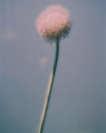 A cover of "flowers" cluster. The owner is k.atterina. The cluster consists of 2 elements.