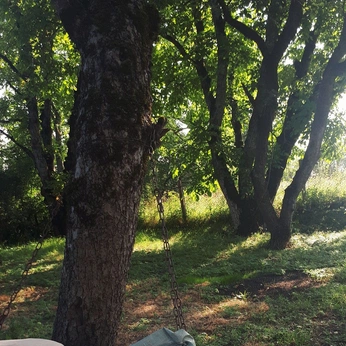 A cover of "THE CLASSROOM" cluster. The owner is natfehrenbacher. The cluster description is "nearby shady grove where Anna and Madeline actually have class". The cluster consists of 13 elements.