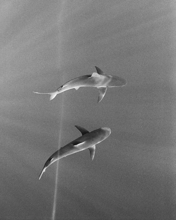 A cover of "enormous" cluster. The owner is kokkili. The cluster consists of 2 elements.