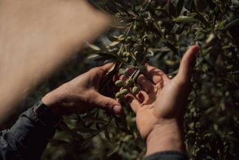 A cover of "olive oil" cluster. The owner is bouziancopmans. The cluster consists of 90 elements.