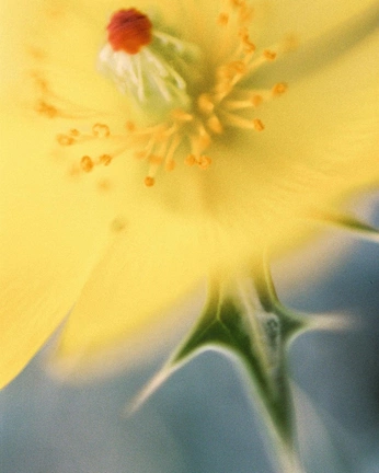 A cover of "Végétal" cluster. The owner is lourseflorale. The cluster consists of 17 elements.