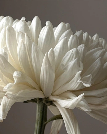 A cover of "flower" cluster. The owner is lightoxygen. The cluster consists of 33 elements.