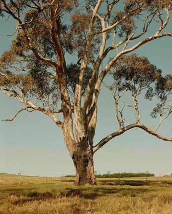 A cover of "nature" cluster. The owner is worbjorb. The cluster consists of 99 elements.