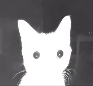 Birko-Maari Palusalu avatar