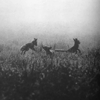 A cover of "Photo" cluster. The owner is sophieaxiemae. The cluster consists of 8 elements.