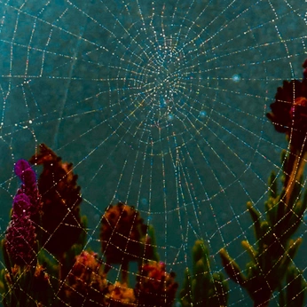 A cover of "past life nostalgia" cluster. The owner is iloshow. The cluster consists of 5 elements.