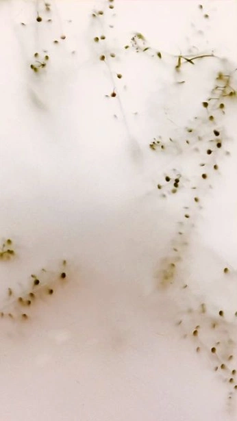 A cover of "Nature" cluster. The owner is izabelaearth. The cluster consists of 71 elements.