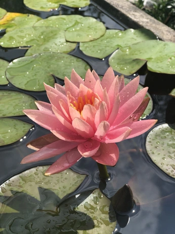 A cover of "puas" cluster. The owner is jillkilg. The cluster consists of 26 elements.