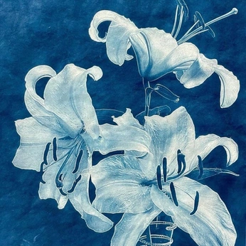 A cover of "Designer Board Lilly" cluster. The owner is lillygrace777. The cluster consists of 97 elements.