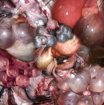 A cover of "CM2024" cluster. The owner is catsalterego. The cluster consists of 6 elements.