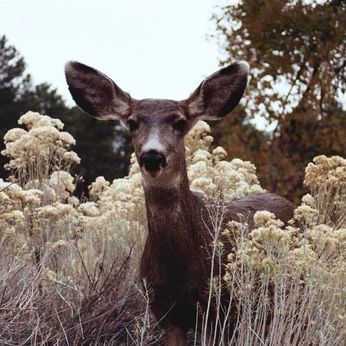A cover of "oh, dear." cluster. The owner is michaelakelso. The cluster consists of 3 elements.