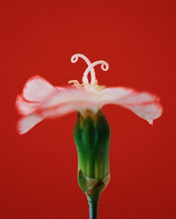 A cover of "Y tu mama tambien" cluster. The owner is emiliaa25. The cluster consists of 6 elements.