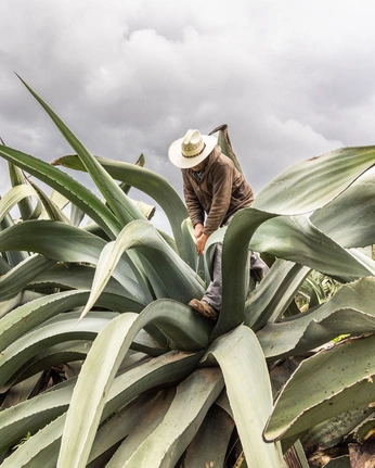A cover of "tequila" cluster. The owner is jessdelgado. The cluster consists of 8 elements.