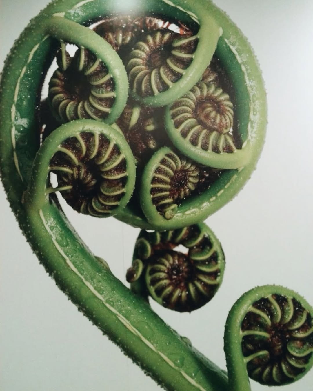 An unfurling Koru Plant frond.
