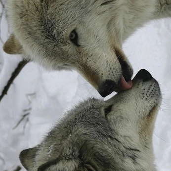 A cover of "CELESTIAL ✨" cluster. The owner is babyspicy. The cluster description is "earth/nature/animals". The cluster consists of 369 elements.