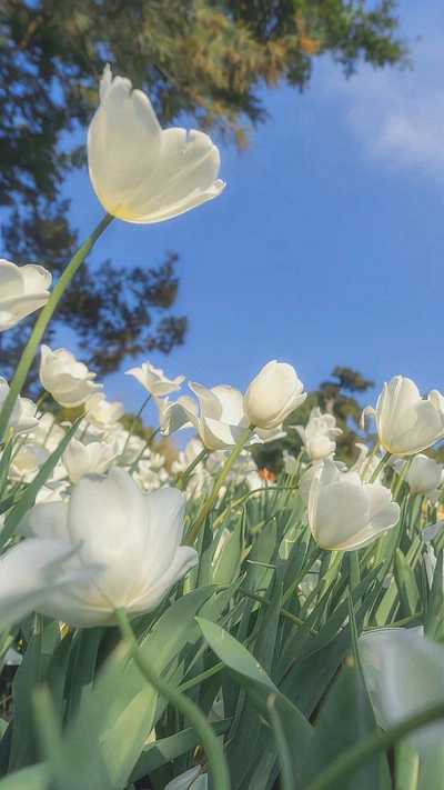 A Pinterest pin added by jordanemw on Jan 13, 2024. The author is def. May present: plant, grass, cloud, sky, natural landscape.