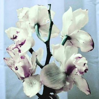 A cover of "D e s i g n" cluster. The owner is childofyahweh. The cluster consists of 15 elements.