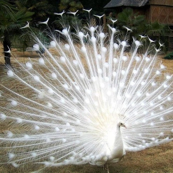 A cover of "Unique" cluster. The owner is majap111. The cluster consists of 26 elements.