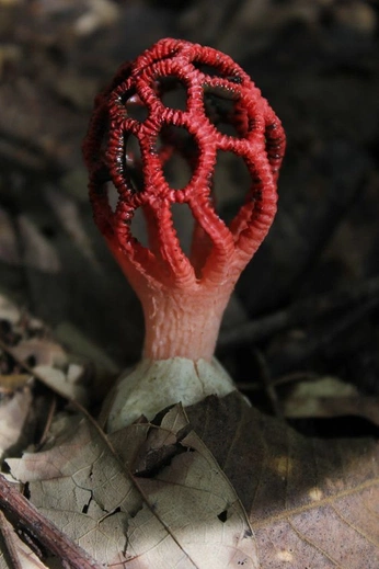 A cover of "fuente somares" cluster. The owner is mar.supial. The cluster consists of 382 elements.