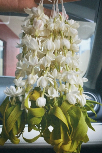 A cover of "Florals 🌼" cluster. The owner is gemfound. The cluster consists of 3 elements.