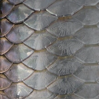 A cover of "Textures" cluster. The owner is mathilde. The cluster consists of 61 elements.