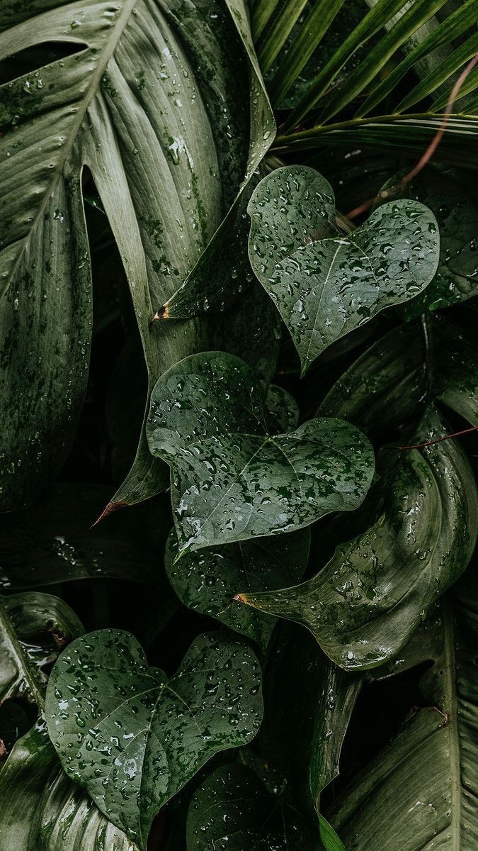 A Pinterest pin added by lo010924 on Jan 11, 2025. The author is Manu Santa Maria. May present: fond d écran plante, swiss cheese plant, plant, wallpaper, leaf.