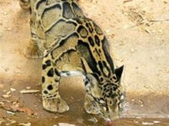 A cover of "Animais" cluster. The owner is baby.unicorn. The cluster consists of 2 elements.