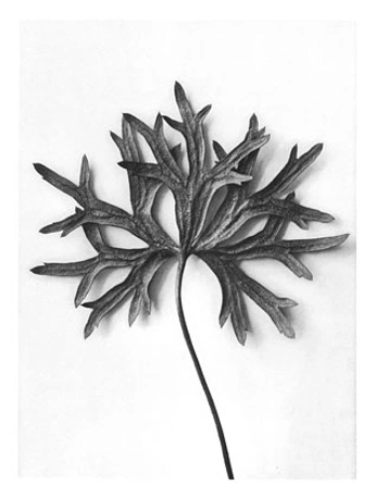 A cover of "Karl Blossfeldt" cluster. The owner is jolanta. The cluster consists of 7 elements.