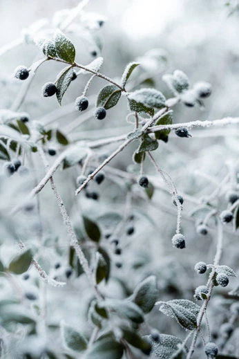 A cover of "white" cluster. The owner is lunarsnowdrop. The cluster consists of 6 elements.