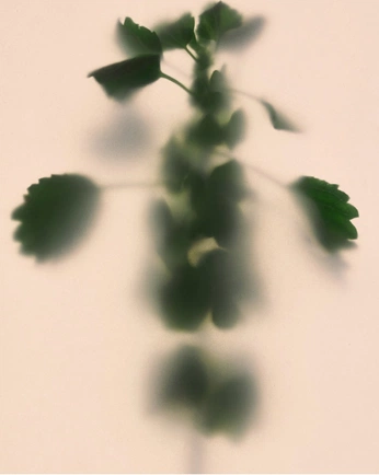 A cover of "Ombre verdi" cluster. The owner is marta.mov. The cluster consists of 8 elements.