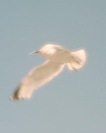 A cover of "Freedom" cluster. The owner is asap28. The cluster consists of 31 elements.