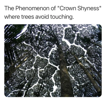 A cover of "Beauty" cluster. The owner is nethendo. The cluster consists of 12 elements.