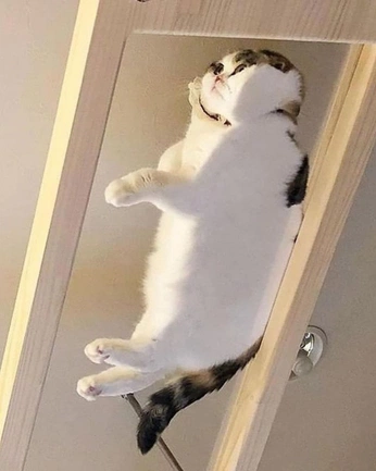 A cover of "cats" cluster. The owner is vxxna. The cluster consists of 10 elements.